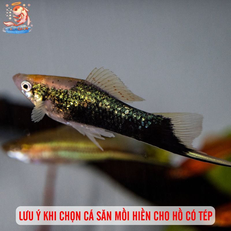 Cá Săn Mồi Ít Hung Dữ Phù Hợp Hồ Nhỏ Tại Nhà & Văn Phòng 8 Lưu ý khi chọn cá săn mồi hiền cho hồ có tép