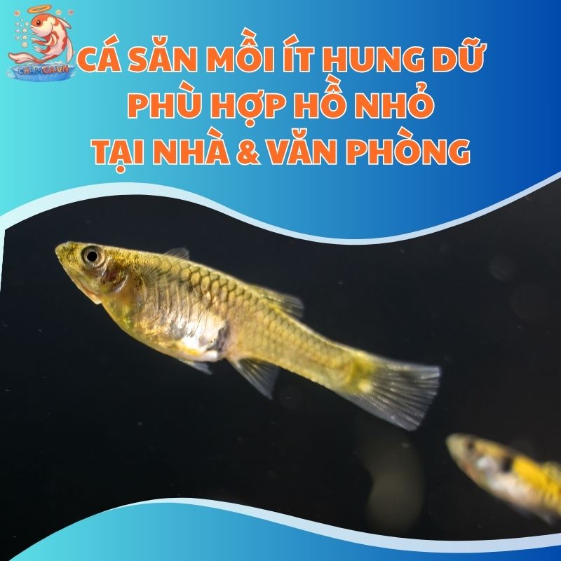 Cá Săn Mồi Ít Hung Dữ Phù Hợp Hồ Nhỏ Tại Nhà & Văn Phòng
