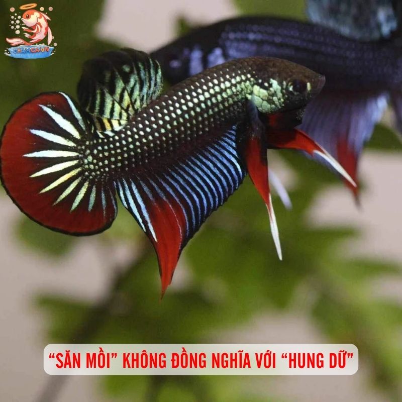 Cá Săn Mồi Thân Thiện Với Tép Cảnh - Bí Quyết Chọn Bạn Hợp 1 “Săn mồi” không đồng nghĩa với “hung dữ”