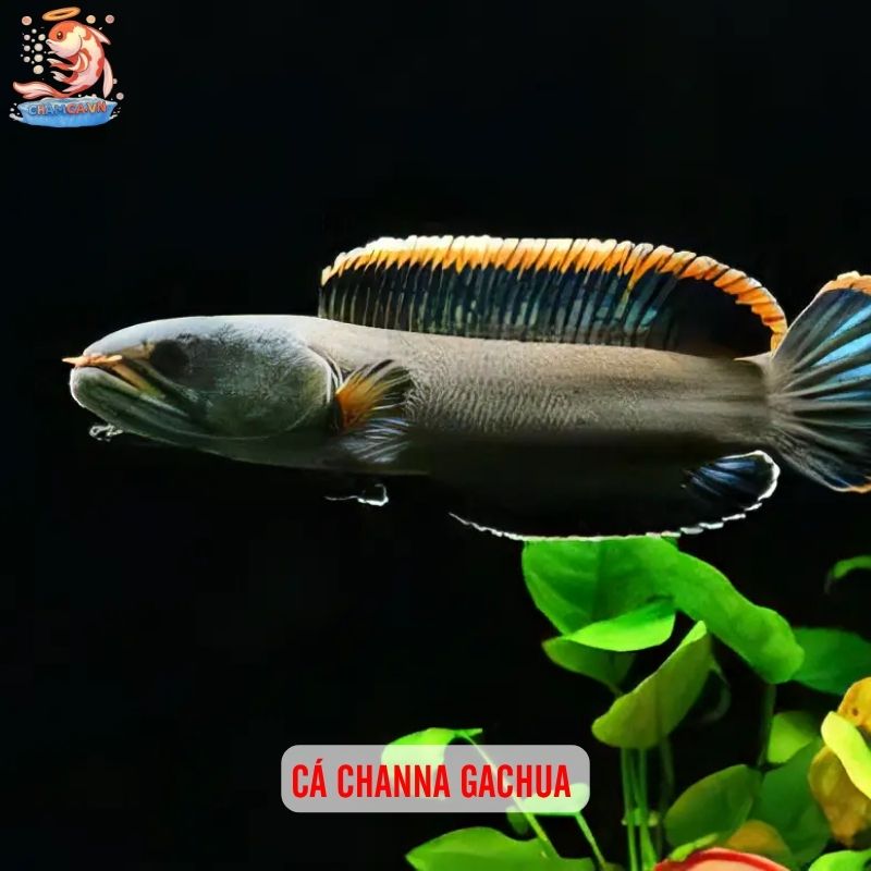 Cá Săn Mồi Thân Thiện Với Tép Cảnh - Bí Quyết Chọn Bạn Hợp 2 Cá Channa gachua
