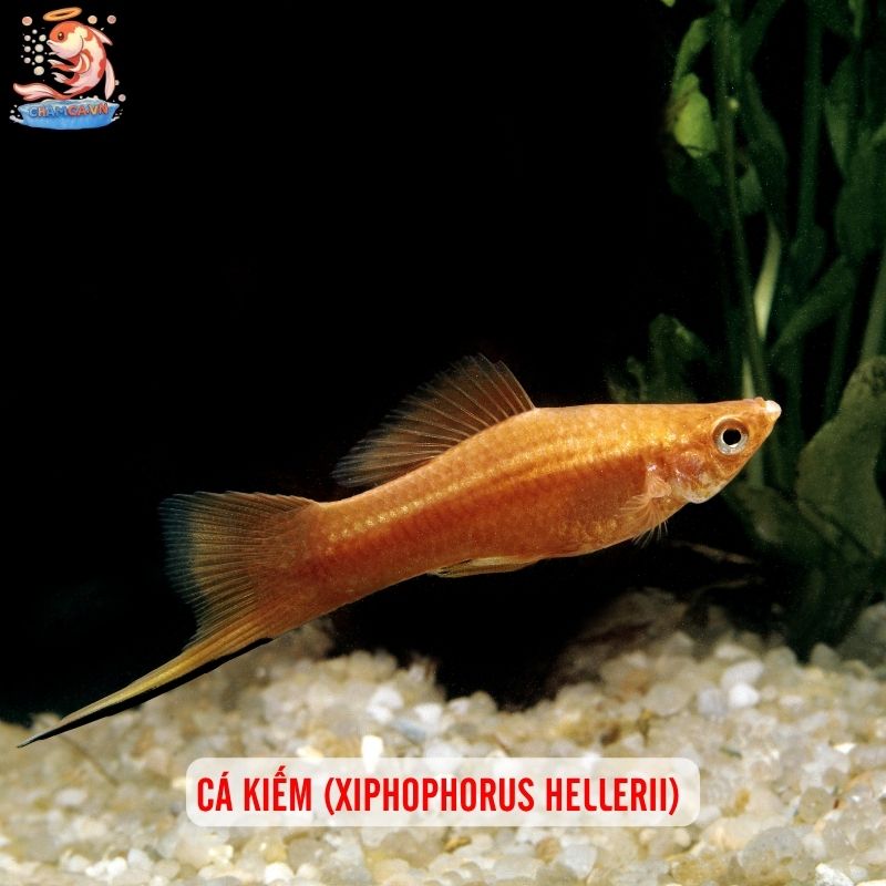Cá Săn Mồi Thân Thiện Với Tép Cảnh - Bí Quyết Chọn Bạn Hợp 4 Cá kiếm (Xiphophorus hellerii)