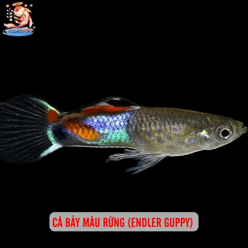 Cá Săn Mồi Thân Thiện Với Tép Cảnh - Bí Quyết Chọn Bạn Hợp 5 Cá bảy màu rừng (Endler Guppy)