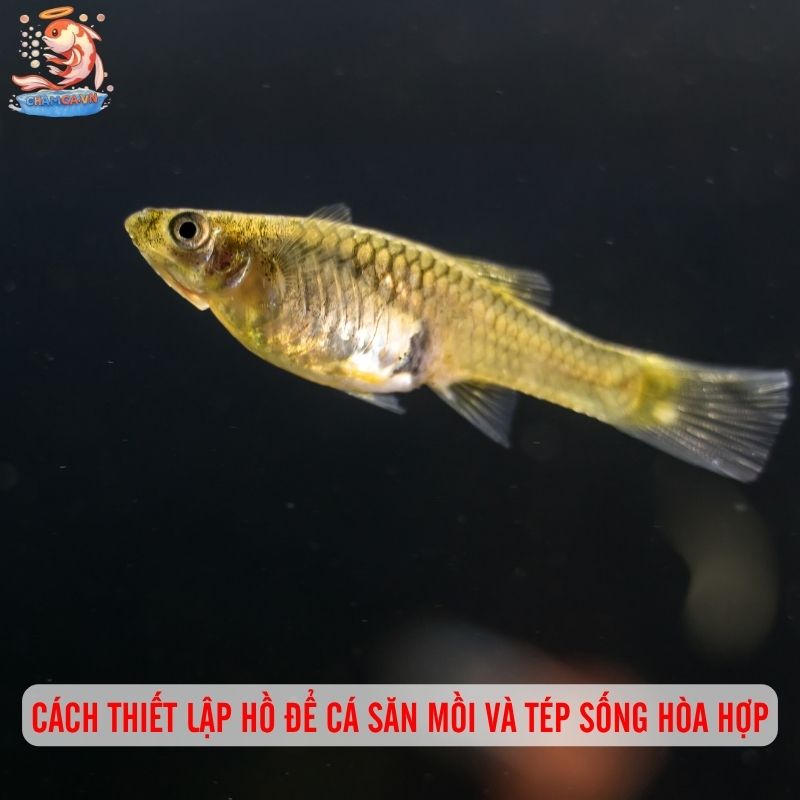 Cá Săn Mồi Thân Thiện Với Tép Cảnh - Bí Quyết Chọn Bạn Hợp 6 Cách thiết lập hồ để cá săn mồi và tép sống hòa hợp