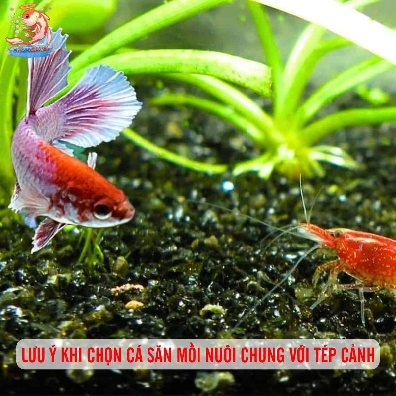 Cá Săn Mồi Thân Thiện Với Tép Cảnh - Bí Quyết Chọn Bạn Hợp 7 Lưu ý khi chọn cá săn mồi nuôi chung với tép cảnh