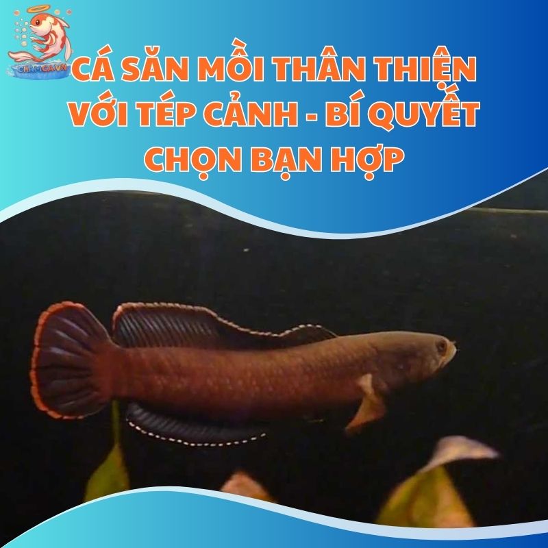 Cá Săn Mồi Thân Thiện Với Tép Cảnh - Bí Quyết Chọn Bạn Hợp