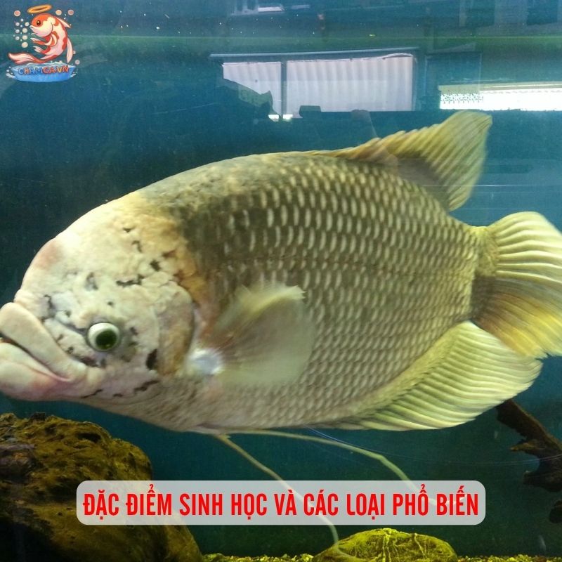 Cá Tai Tượng Phong Thuỷ - Cách Nuôi Và Mệnh Hợp Nhất 1 Đặc điểm sinh học và các loại phổ biến