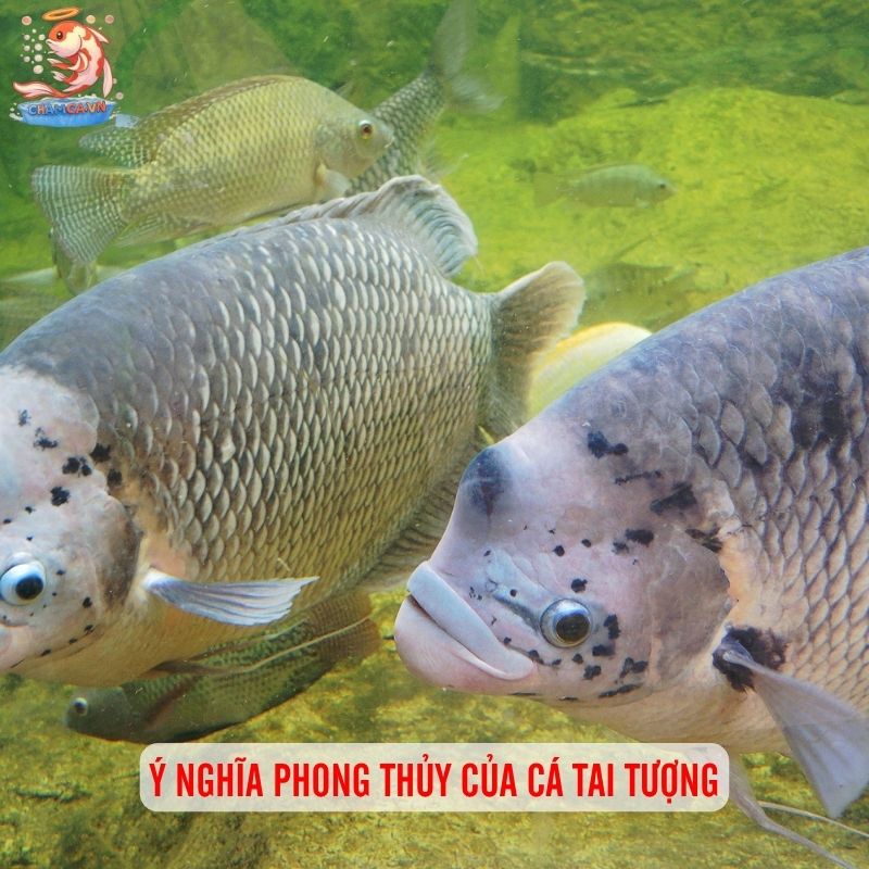 Cá Tai Tượng Phong Thuỷ - Cách Nuôi Và Mệnh Hợp Nhất 2 Ý nghĩa phong thủy của cá tai tượng