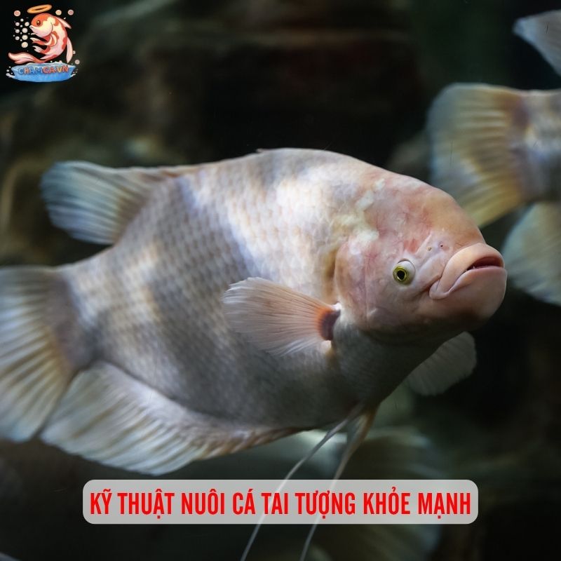Cá Tai Tượng Phong Thuỷ - Cách Nuôi Và Mệnh Hợp Nhất 3 Kỹ thuật nuôi cá tai tượng khỏe mạnh