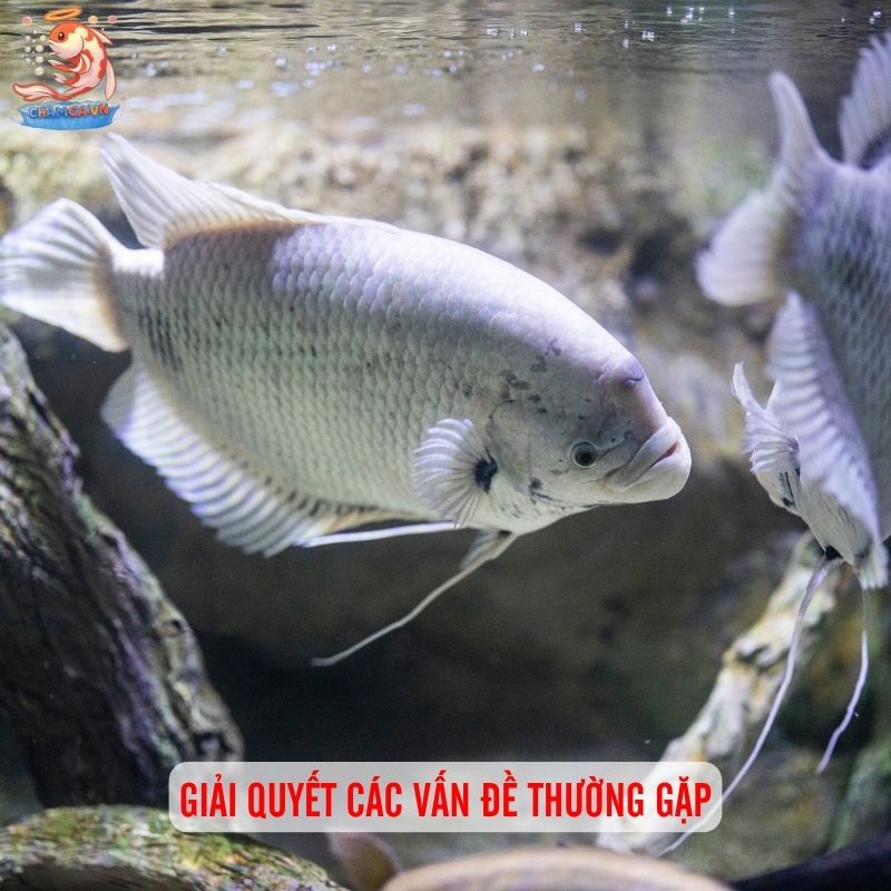 Cá Tai Tượng Phong Thuỷ - Cách Nuôi Và Mệnh Hợp Nhất 4 Giải quyết các vấn đề thường gặp