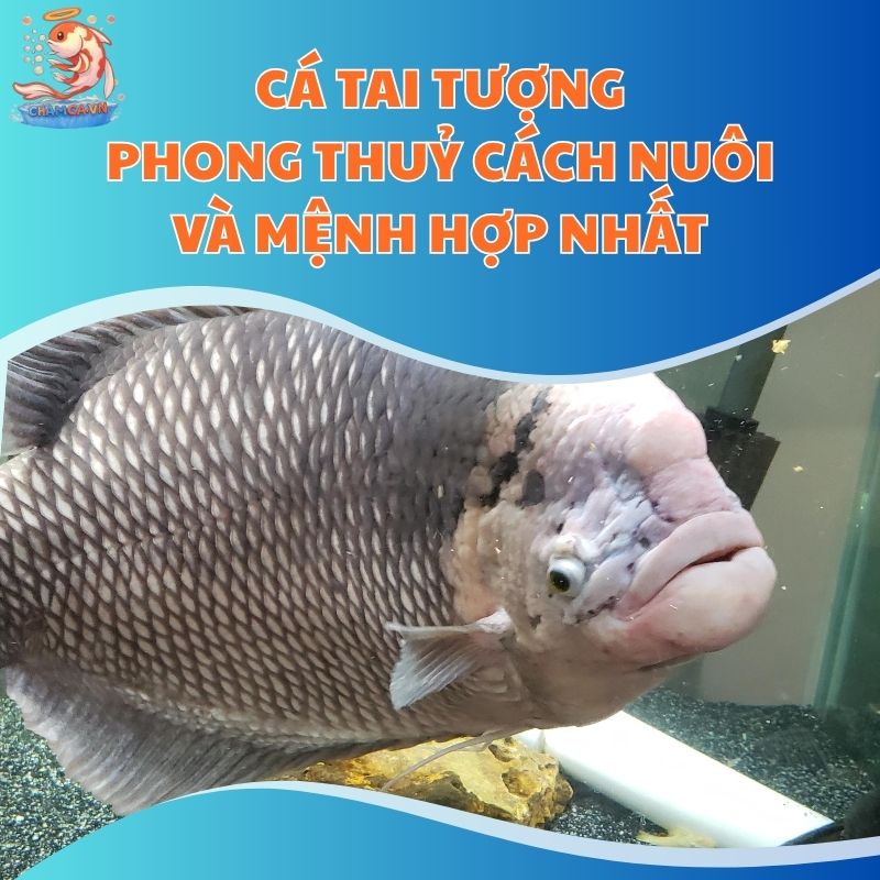 Cá Tai Tượng Phong Thuỷ - Cách Nuôi Và Mệnh Hợp Nhất