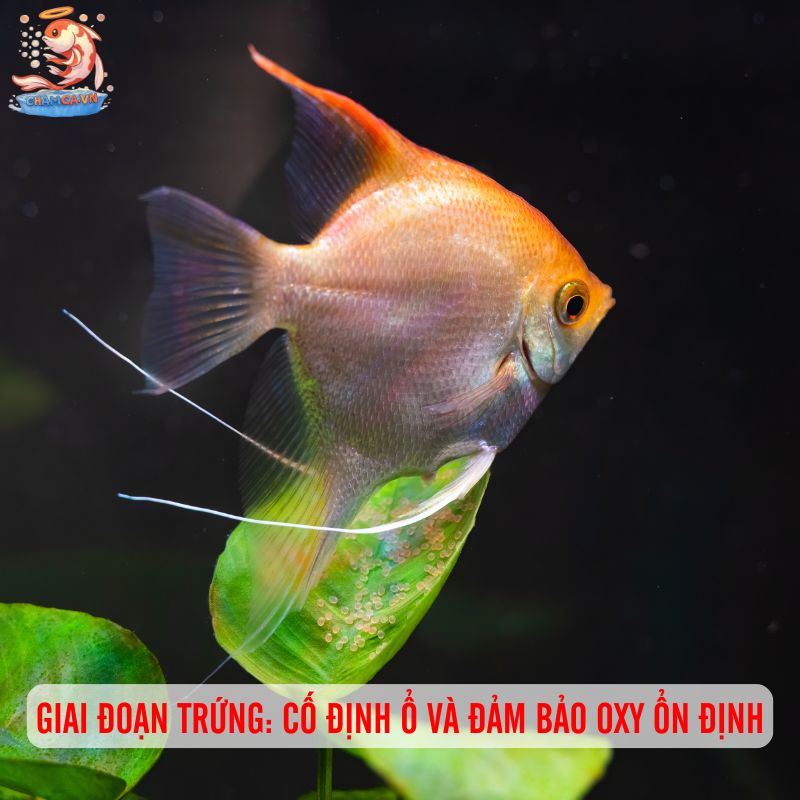 Cách Nuôi Cá Con Mới Nở Từ Trứng Đến Khi Trưởng Thành 1 Giai đoạn trứng: Cố định ổ và đảm bảo oxy ổn định