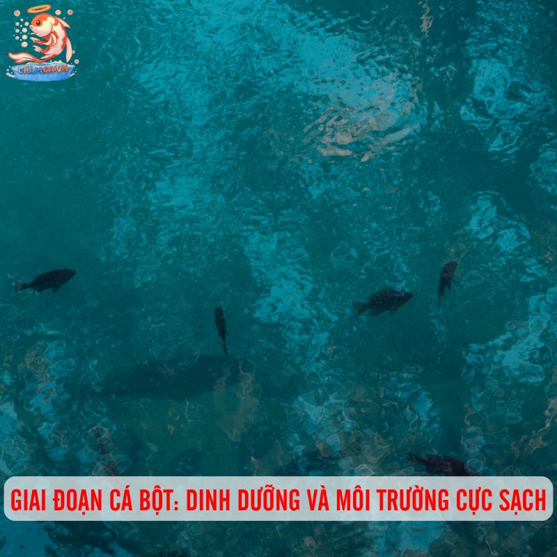 Cách Nuôi Cá Con Mới Nở Từ Trứng Đến Khi Trưởng Thành 2 Giai đoạn cá bột: Dinh dưỡng và môi trường cực sạch