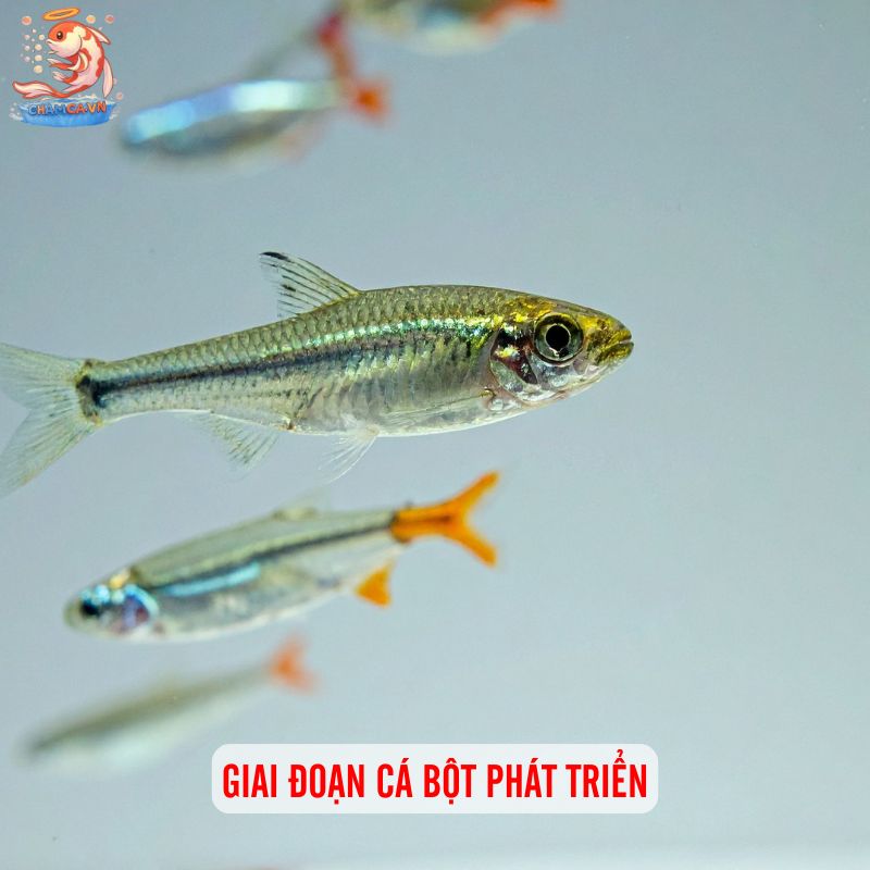 Cách Nuôi Cá Con Mới Nở Từ Trứng Đến Khi Trưởng Thành 3 Giai đoạn cá bột phát triển