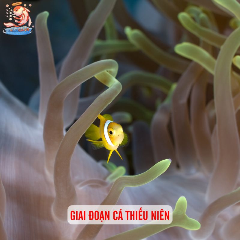 Cách Nuôi Cá Con Mới Nở Từ Trứng Đến Khi Trưởng Thành 4 Giai đoạn cá thiếu niên