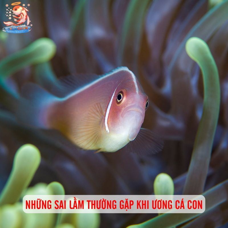 Cách Nuôi Cá Con Mới Nở Từ Trứng Đến Khi Trưởng Thành 5 Những sai lầm thường gặp khi ương cá con