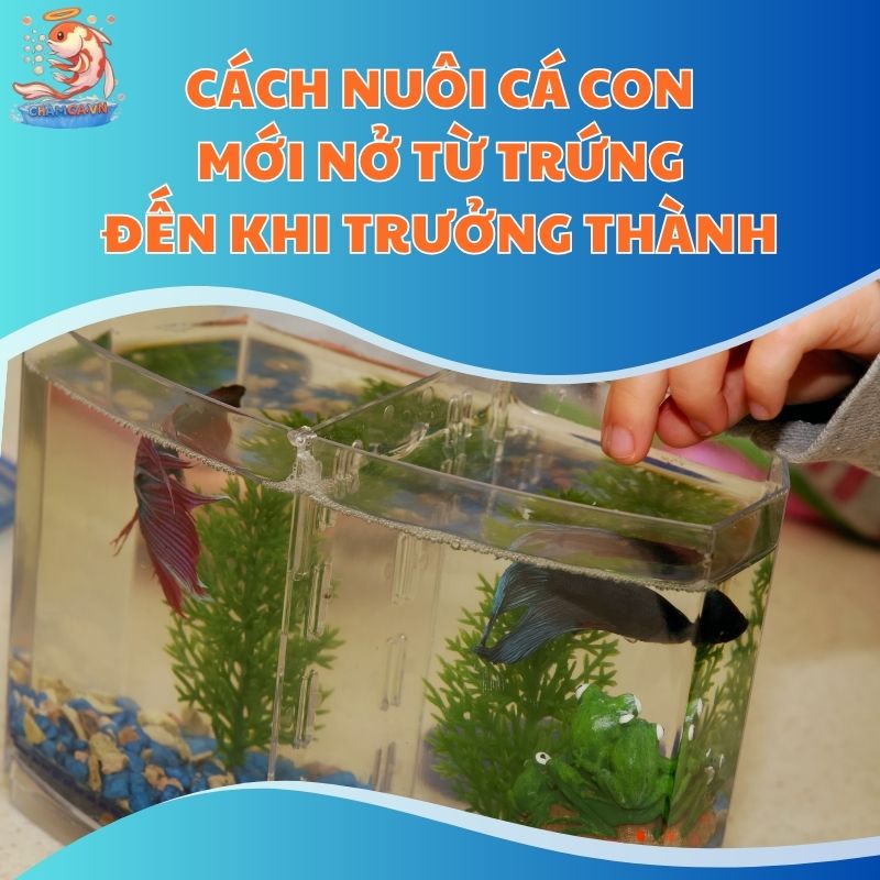 Cách Nuôi Cá Con Mới Nở Từ Trứng Đến Khi Trưởng Thành