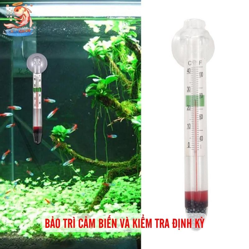 Cảm Biến Nhiệt Hồ Cá & Vai Trò Cân Bằng Hệ Sinh Thái 5 Bảo trì cảm biến và kiểm tra định kỳBảo trì cảm biến và kiểm tra định kỳ