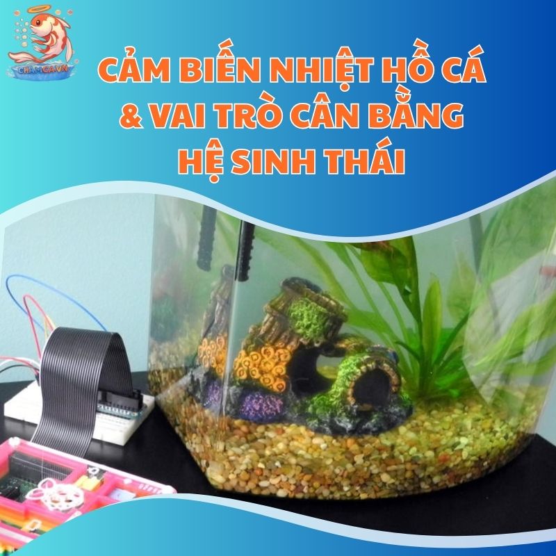 Cảm Biến Nhiệt Hồ Cá & Vai Trò Cân Bằng Hệ Sinh Thái