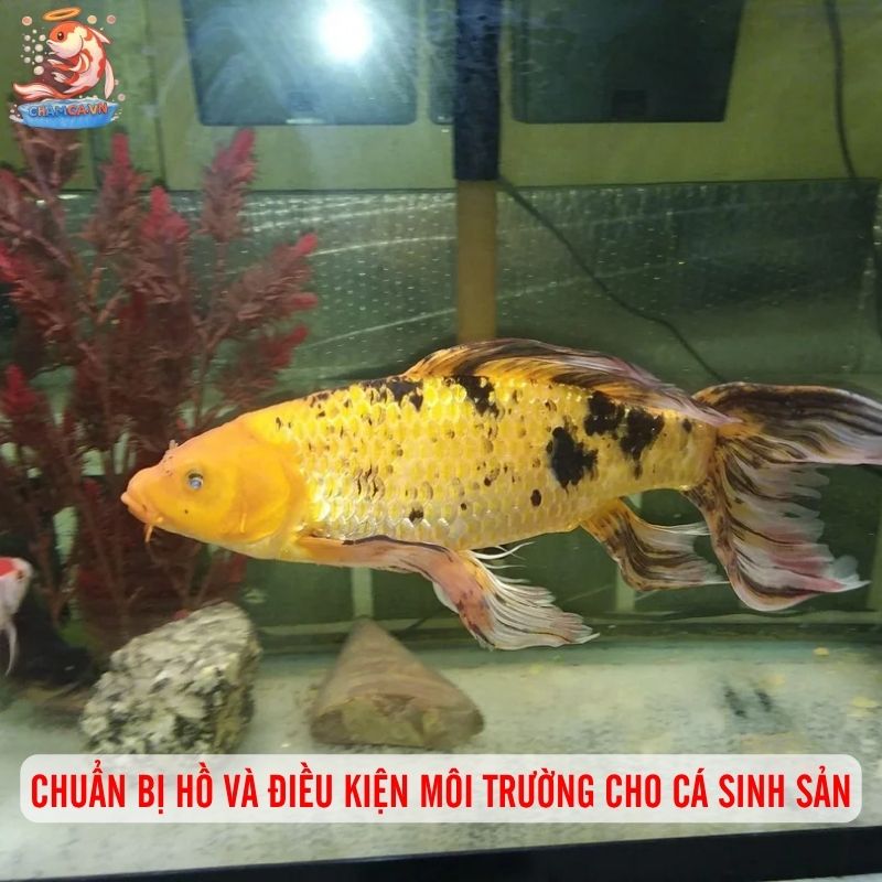 Cách Chăm Cá Chép Cảnh Sinh Sản Từ Người Có Kinh Nghiệm 1 Chuẩn bị hồ và điều kiện môi trường cho cá sinh sản