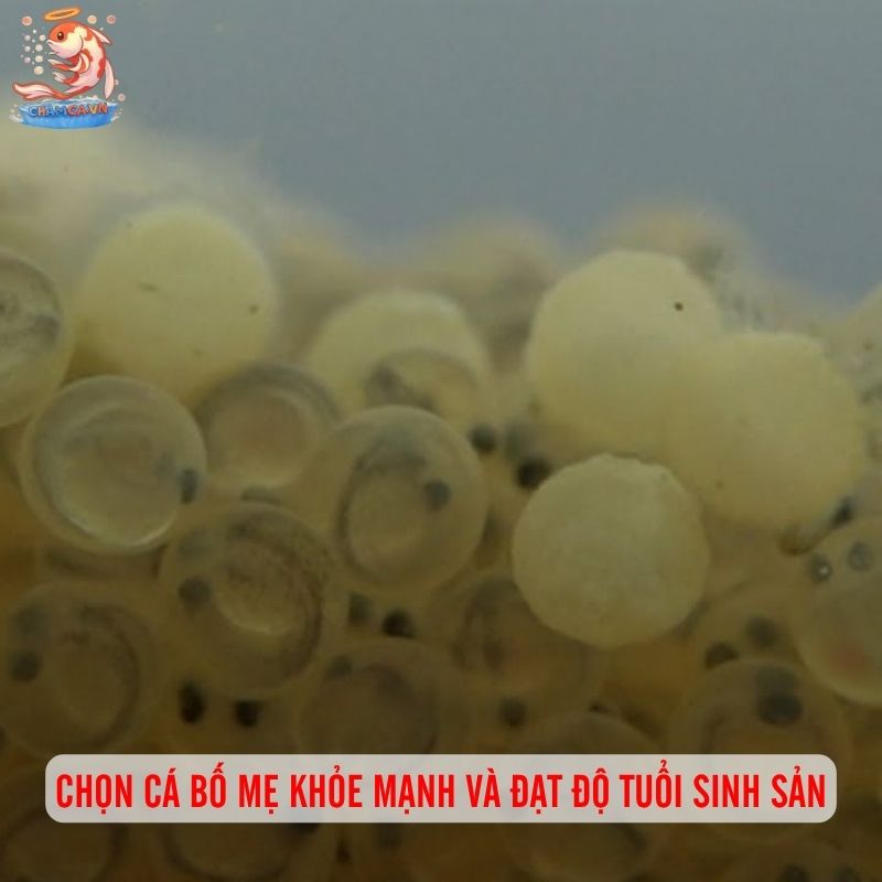 Cách Chăm Cá Chép Cảnh Sinh Sản Từ Người Có Kinh Nghiệm 2 Chọn cá bố mẹ khỏe mạnh và đạt độ tuổi sinh sản