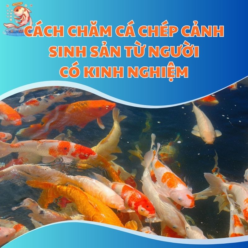 Cách Chăm Cá Chép Cảnh Sinh Sản Từ Người Có Kinh Nghiệm