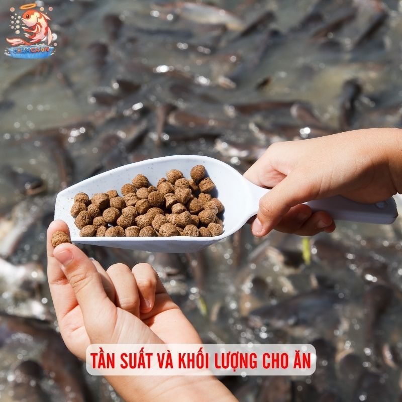 Cách Cho Cá Săn Mồi Ăn Để Hồ Thuỷ Sinh Luôn Cân Bằng 3 Tần suất và khối lượng cho ăn