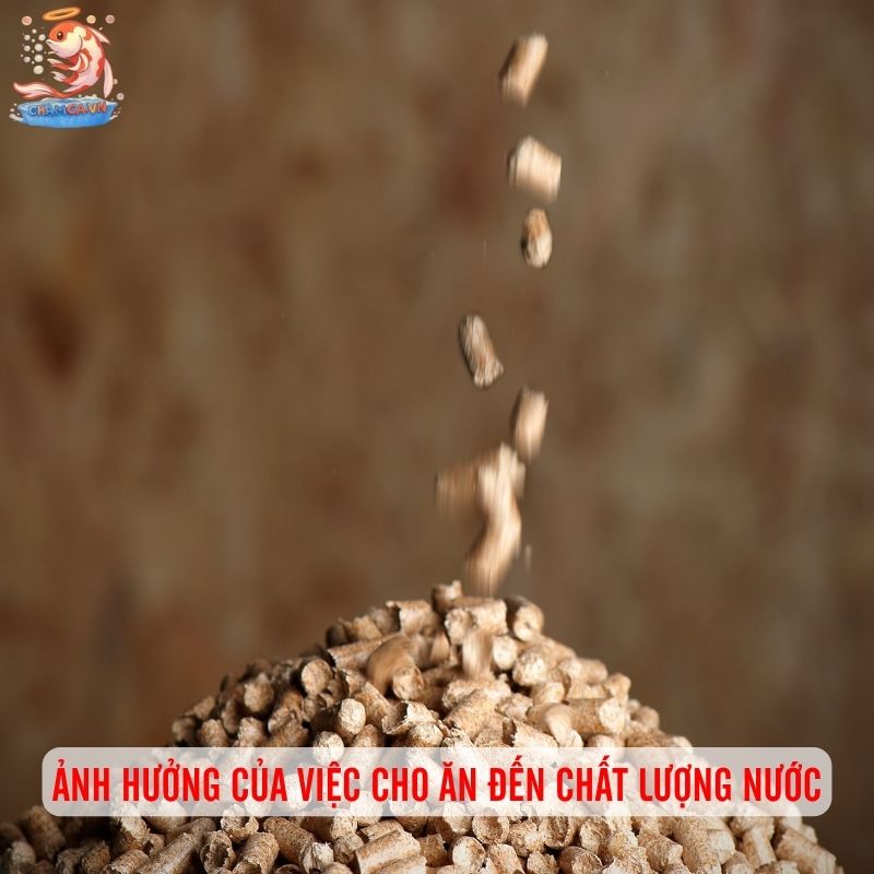 Cách Cho Cá Săn Mồi Ăn Để Hồ Thuỷ Sinh Luôn Cân Bằng 4 Ảnh hưởng của việc cho ăn đến chất lượng nước