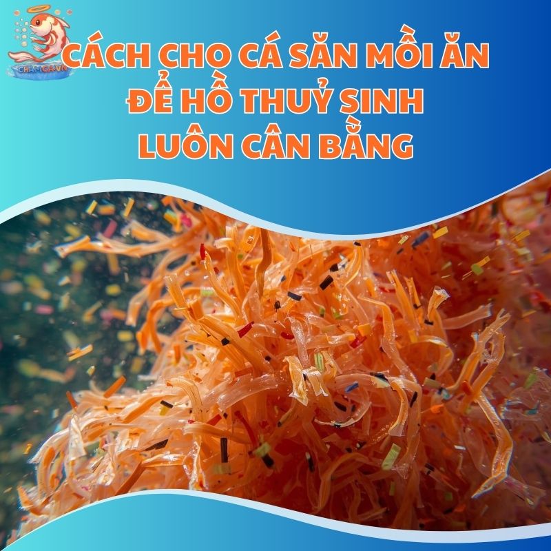 Cách Cho Cá Săn Mồi Ăn Để Hồ Thuỷ Sinh Luôn Cân Bằng