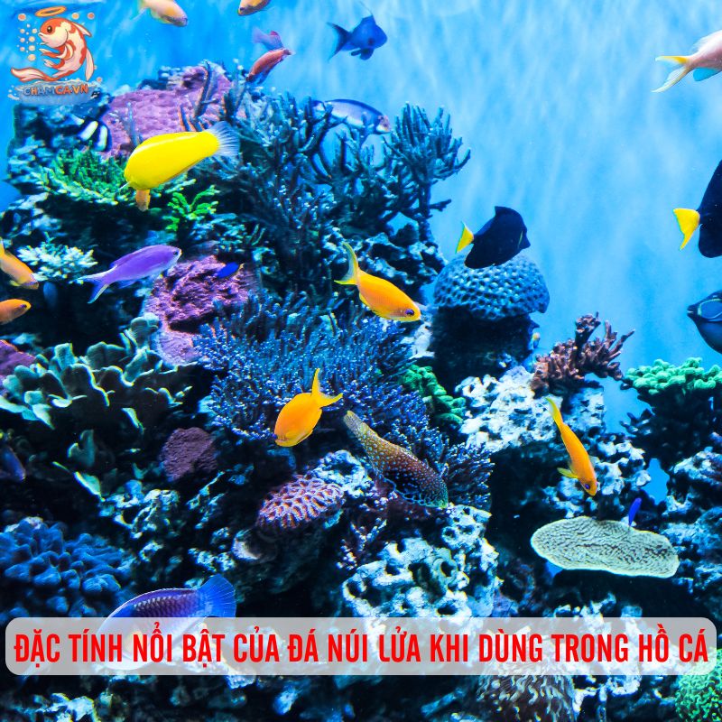 Đá Núi Lửa Làm Nền Hồ Cá - Bí Quyết Tạo Môi Trường Sạch 1 Đặc tính nổi bật của đá núi lửa khi dùng trong hồ cá