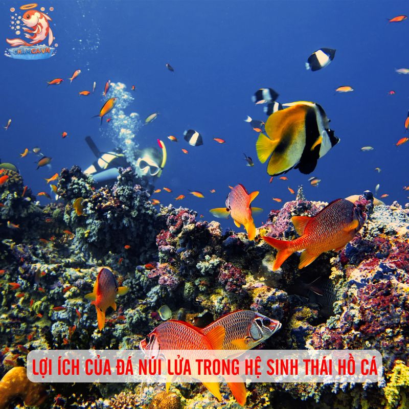 Đá Núi Lửa Làm Nền Hồ Cá - Bí Quyết Tạo Môi Trường Sạch 2 Lợi ích của đá núi lửa trong hệ sinh thái hồ cá