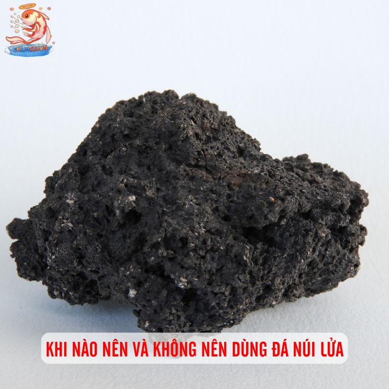 Đá Núi Lửa Làm Nền Hồ Cá - Bí Quyết Tạo Môi Trường Sạch 4 Khi nào nên và không nên dùng đá núi lửa