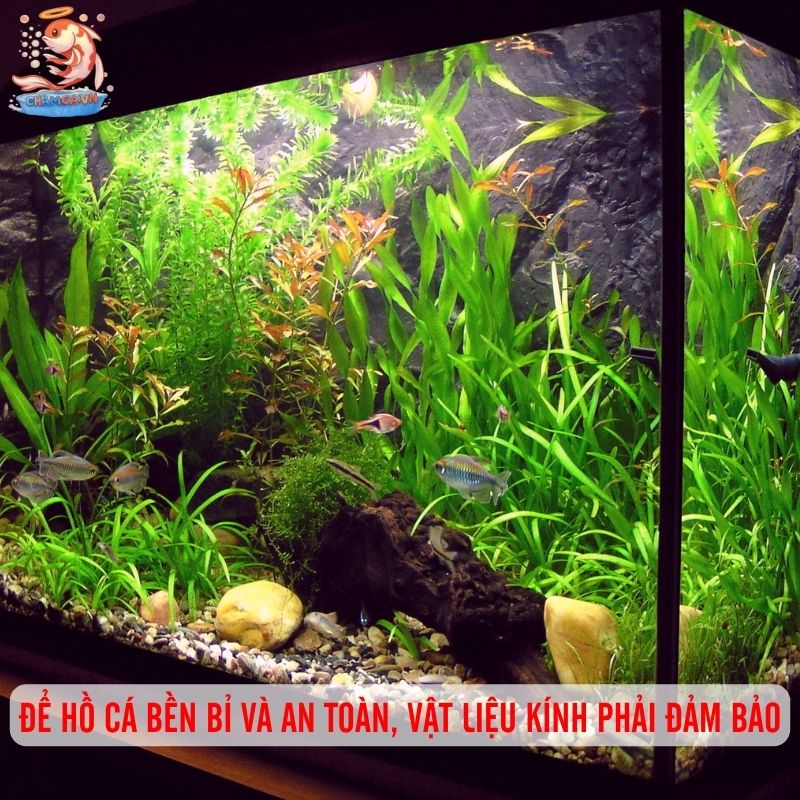 Hướng Dẫn Cách Dán Hồ Cá Không Bị Rò Nước Siêu Dễ 1 Để hồ cá bền bỉ và an toàn, vật liệu kính phải đảm bảo