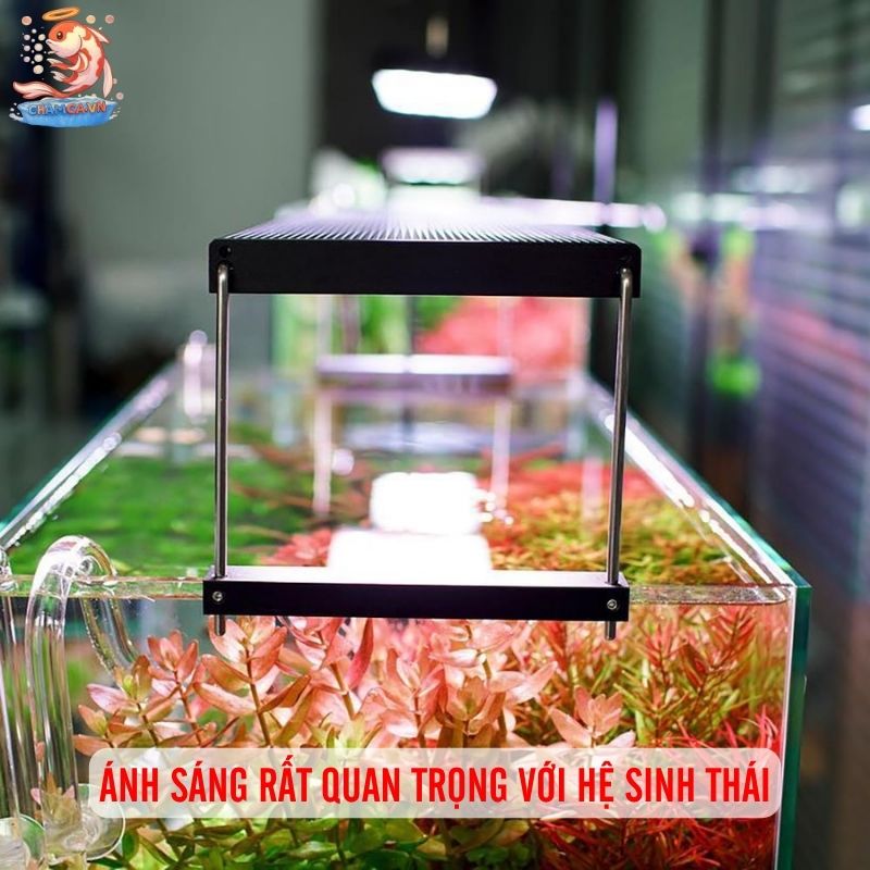Đèn RGB Hay WRGB Cho Hồ Thủy Sinh Tối Ưu Nhất Cho Người Mới 1 Ánh sáng trong hồ thủy sinh rất quan trọng với hệ sinh thái