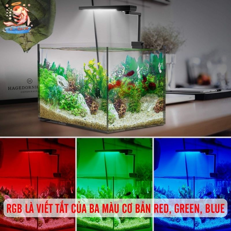 Đèn RGB Hay WRGB Cho Hồ Thủy Sinh Tối Ưu Nhất Cho Người Mới 2 RGB là viết tắt của ba màu cơ bản Red, Green, Blue