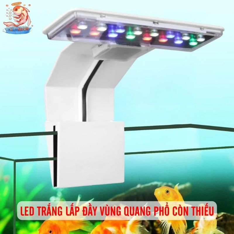 Đèn RGB Hay WRGB Cho Hồ Thủy Sinh Tối Ưu Nhất Cho Người Mới 3 Sự có mặt của LED trắng giúp lấp đầy vùng quang phổ còn thiếu