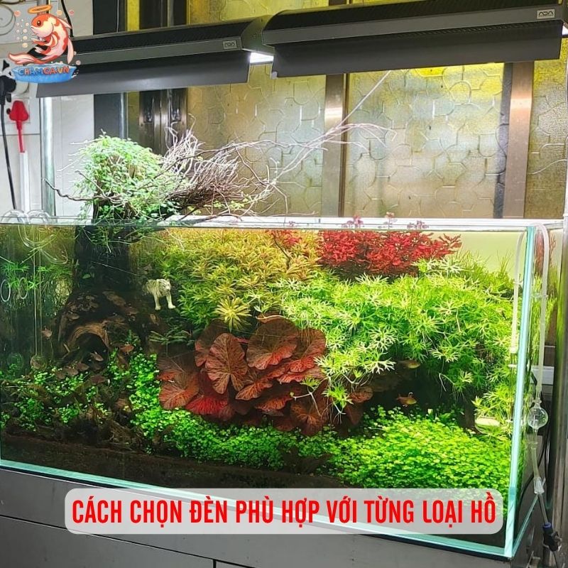 Đèn RGB Hay WRGB Cho Hồ Thủy Sinh Tối Ưu Nhất Cho Người Mới 4 Cách chọn đèn phù hợp với từng loại hồ