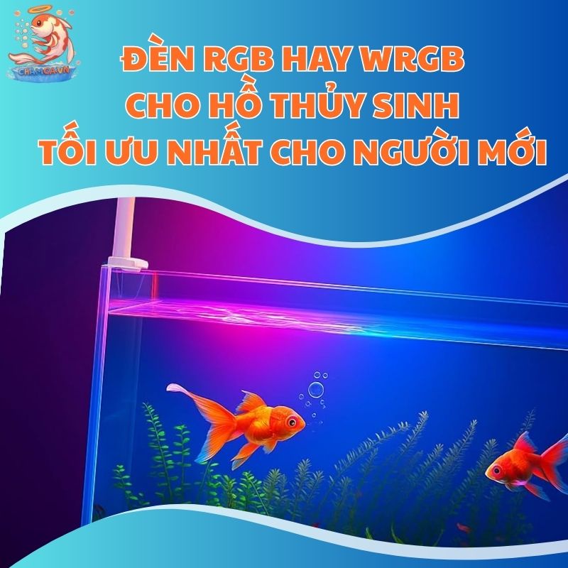 Đèn RGB Hay WRGB Cho Hồ Thủy Sinh Tối Ưu Nhất Cho Người Mới