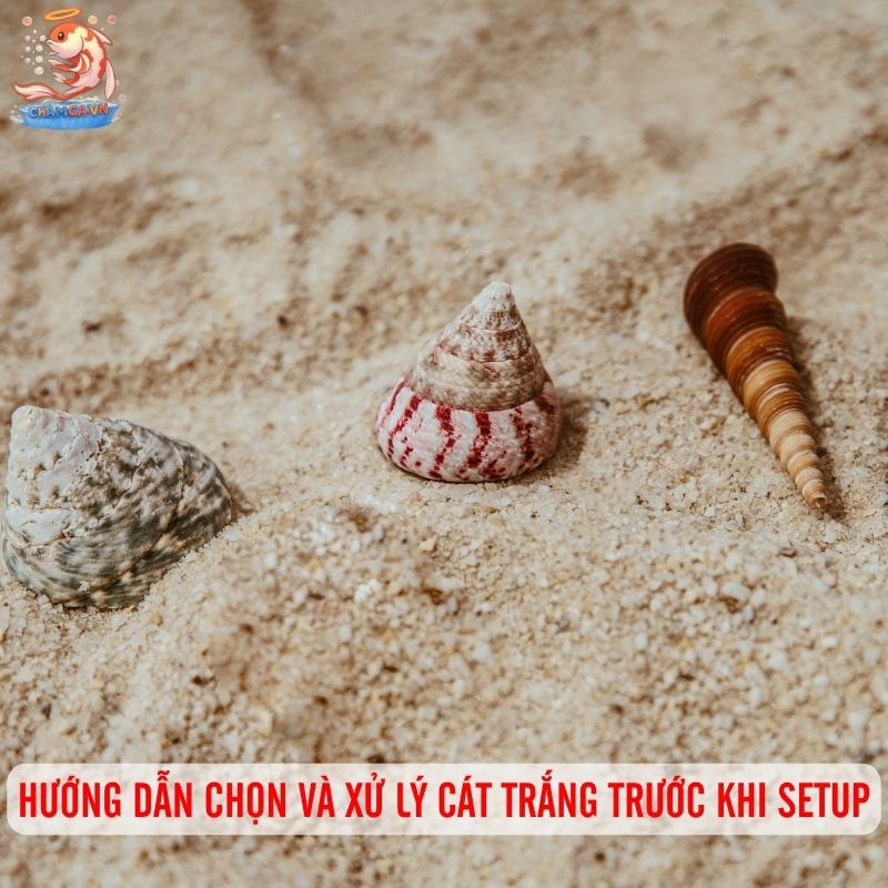Hồ Cá Thuỷ Sinh Cát Trắng: Kỹ Thuật Setup & Giữ Vệ Sinh 2 Hướng dẫn chọn và xử lý cát trắng trước khi setup