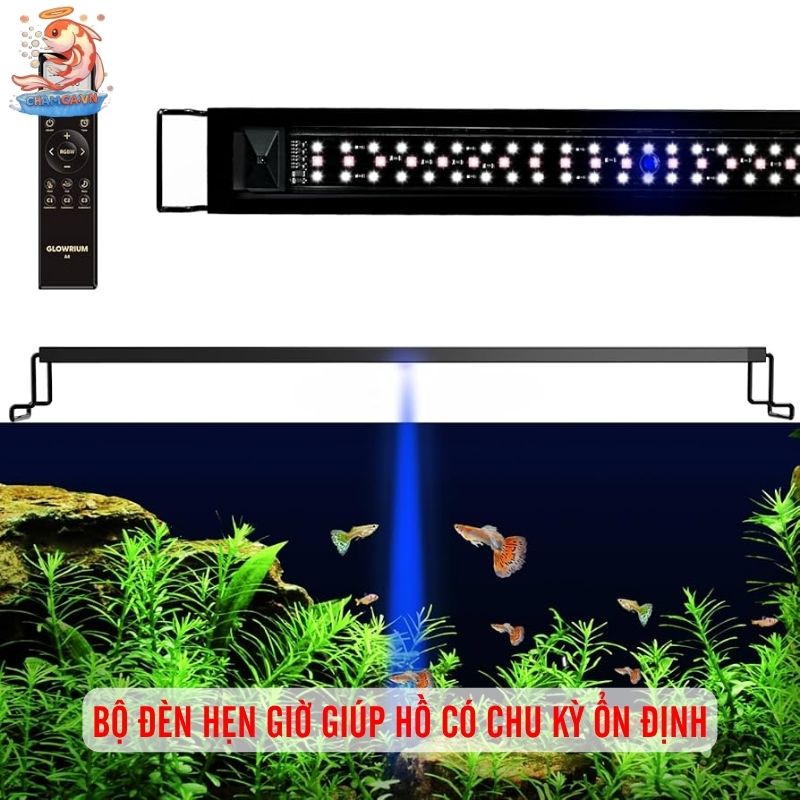 Bộ Hẹn Giờ Tự Động Cho Đèn Hồ Cá Và Setup Đúng Cách 1 Bộ đèn hẹn giờ giúp hồ có chu kỳ ổn định