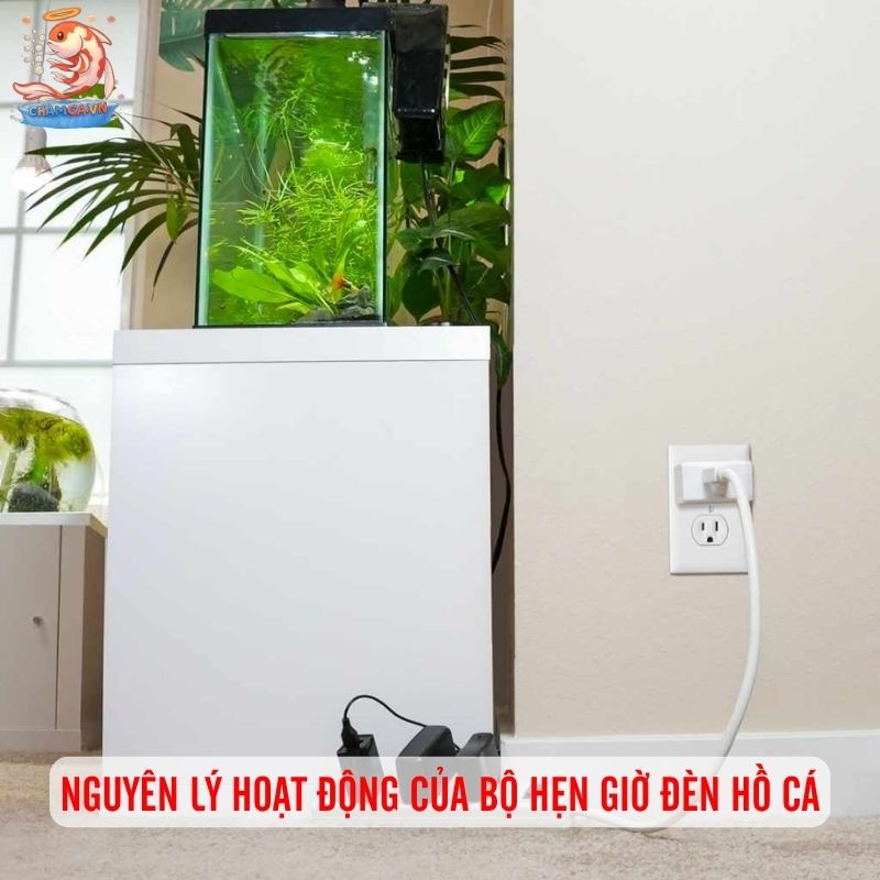 Bộ Hẹn Giờ Tự Động Cho Đèn Hồ Cá Và Setup Đúng Cách 2 Nguyên lý hoạt động của bộ hẹn giờ đèn hồ cá