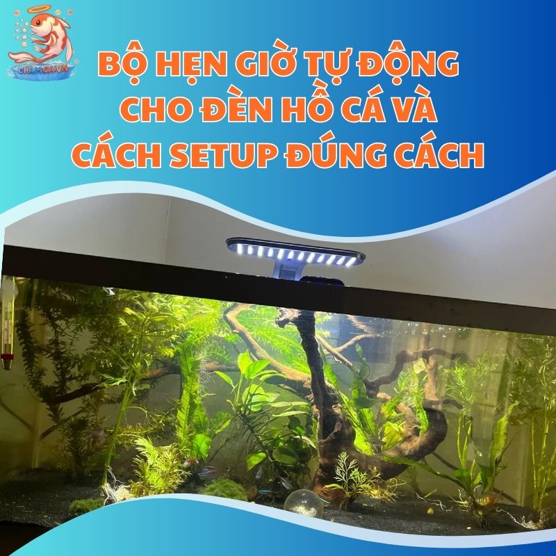 Bộ Hẹn Giờ Tự Động Cho Đèn Hồ Cá Và Setup Đúng Cách