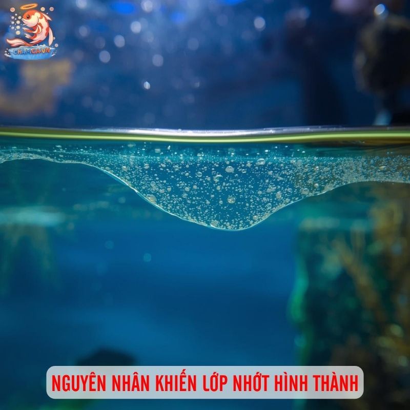 Cách Khử Nhớt Bề Mặt Hồ Cá Triệt Để Và Đúng Kỹ Thuật Nhất 2 Nguyên nhân khiến lớp nhớt hình thành