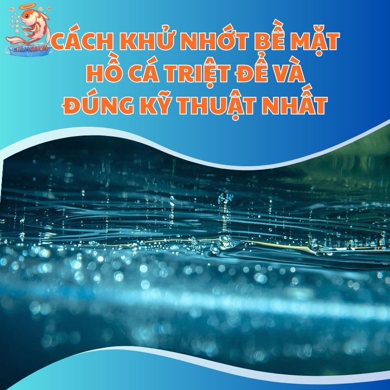 Cách Khử Nhớt Bề Mặt Hồ Cá Triệt Để Và Đúng Kỹ Thuật Nhất