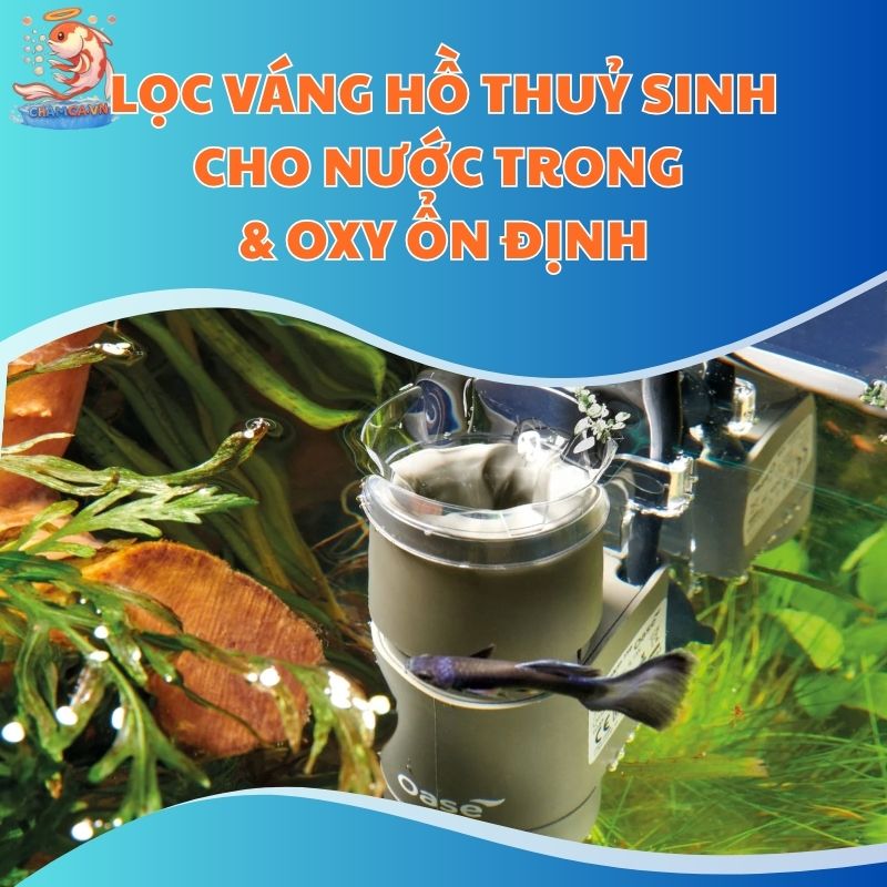 Lọc Váng Hồ Thuỷ Sinh Cho Nước Trong & Oxy Ổn Định