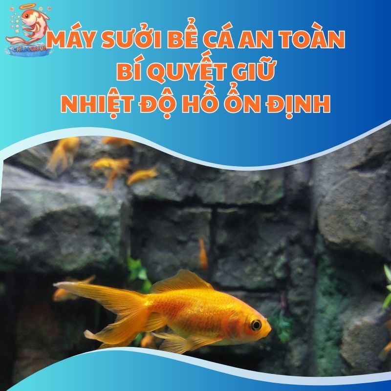Máy Sưởi Bể Cá An Toàn - Bí Quyết Giữ Nhiệt Độ Hồ Ổn Định