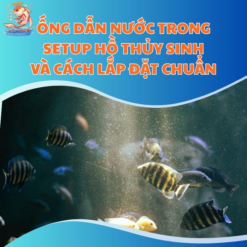 Ống Dẫn Nước Trong Setup Hồ Thủy Sinh Và Cách Lắp Đặt Chuẩn