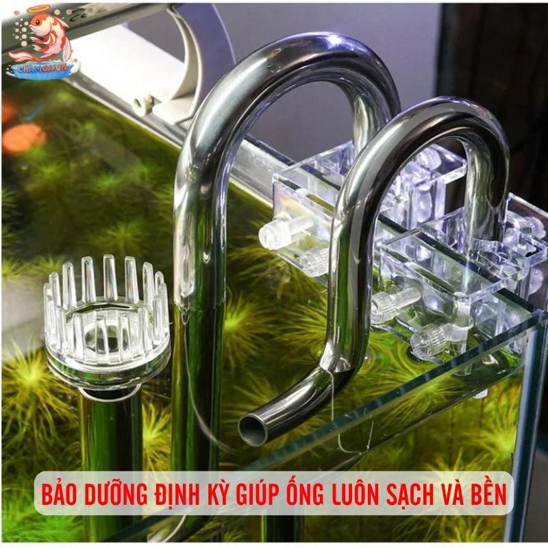 Ống Dẫn Nước Trong Setup Hồ Thủy Sinh Và Cách Lắp Đặt Chuẩn 9 Bảo dưỡng định kỳ giúp ống luôn sạch và bền
