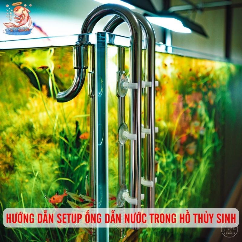Ống Dẫn Nước Trong Setup Hồ Thủy Sinh Và Cách Lắp Đặt Chuẩn 7 Hướng dẫn setup ống dẫn nước trong hồ thủy sinh