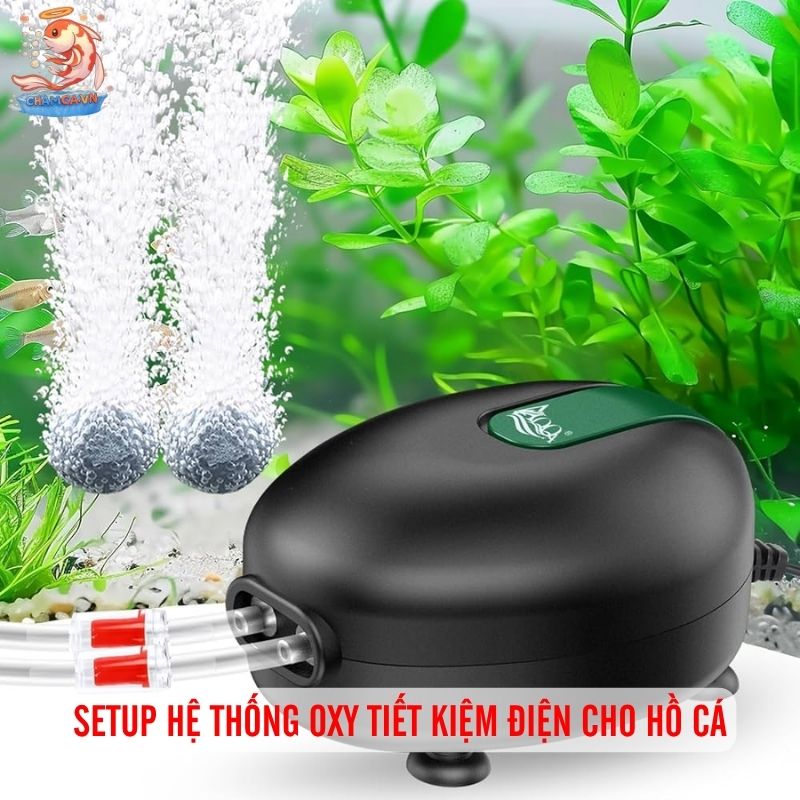 Hệ Thống Oxy Hồ Cá Tiết Kiệm Điện Và Cách Setup Hiệu Quả 3 Setup hệ thống oxy tiết kiệm điện cho hồ cá