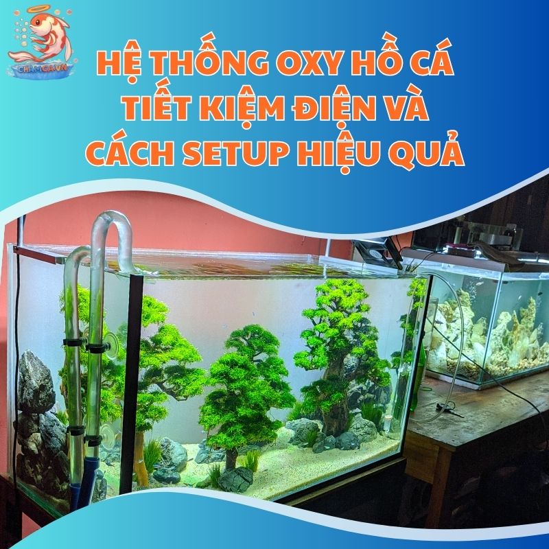 Hệ Thống Oxy Hồ Cá Tiết Kiệm Điện Và Cách Setup Hiệu Quả